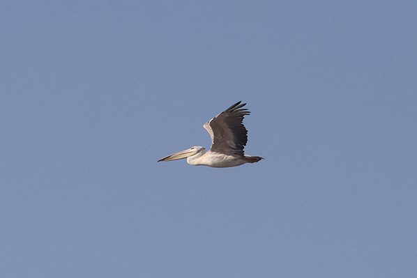 Pink-backed Pelican